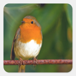 Adesivo Quadrado Robin Natal