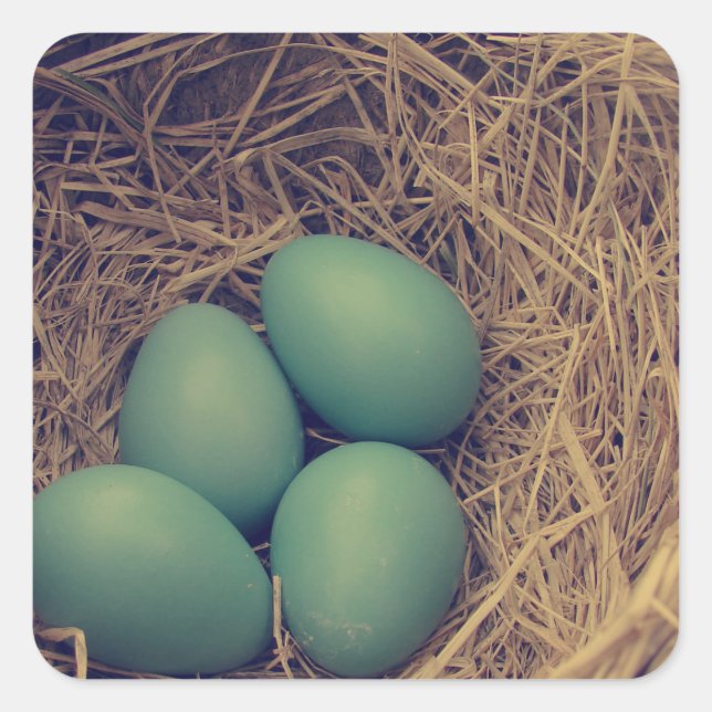 Adesivo Quadrado Robin Nest e Ovos (Frente)