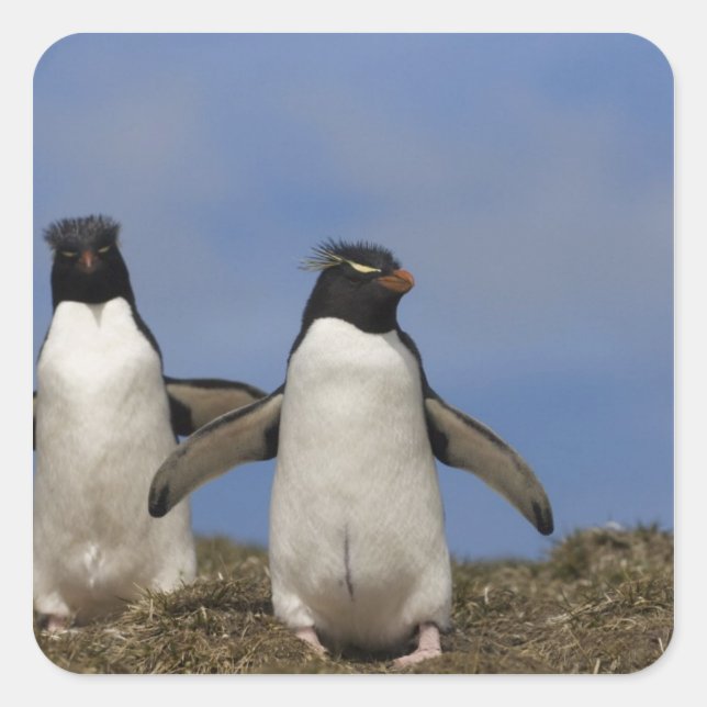 Adesivo Quadrado Rockhopper Penguins Eudyptes chrysocome (Frente)