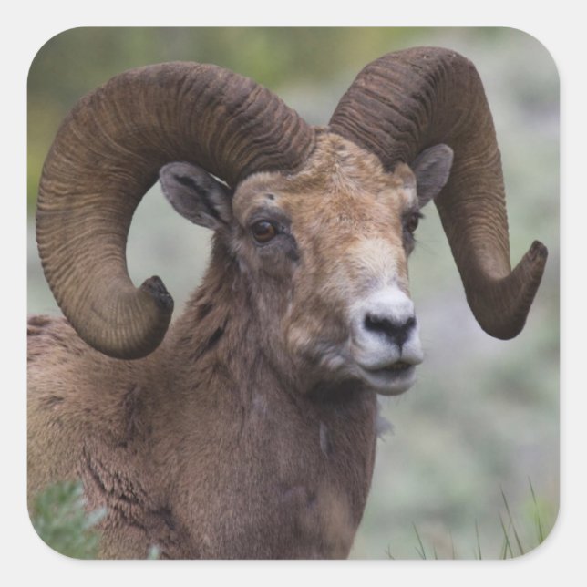 Adesivo Quadrado Rocky Mountain Bighorn Sheam Ram (Frente)