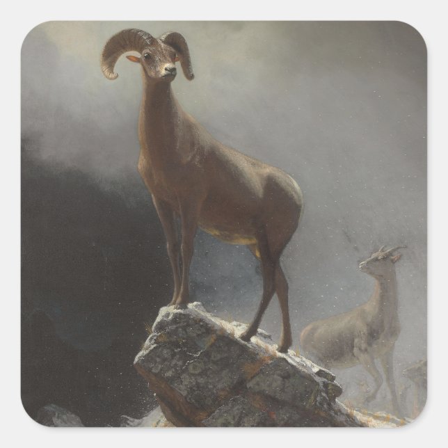 Adesivo Quadrado Rocky Mountain Sheep ou Big Horn, Ovis, Montana, c (Frente)