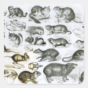 Adesivo Quadrado Rodentia-Roedores ou animais de roedura
