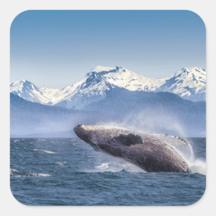 Adesivo Quadrado Rompendo a baleia de Humpback em Alaska