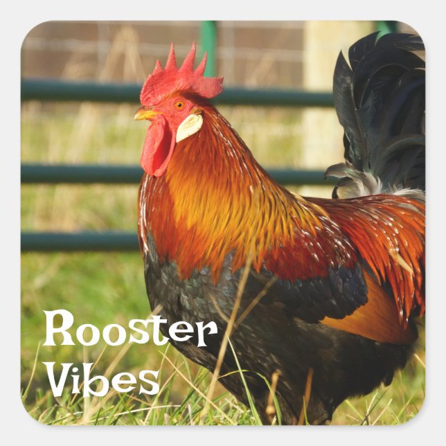 Adesivo Quadrado Rooster Vibes Fazenda Life (Frente)