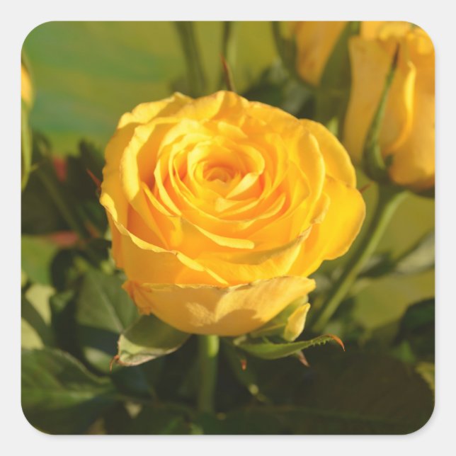 Adesivo Quadrado Rosa Amarela (Frente)