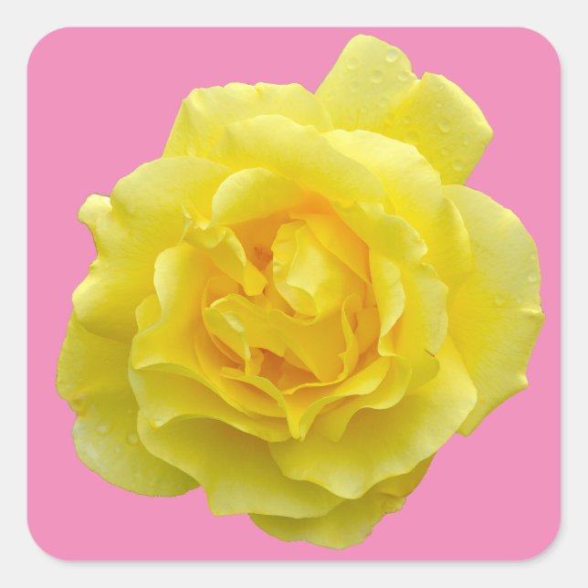 Adesivo Quadrado Rosa amarela (Frente)