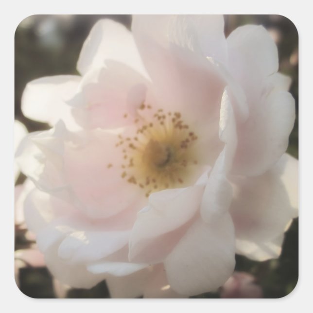 Adesivo Quadrado Rosa antigo movido (Frente)