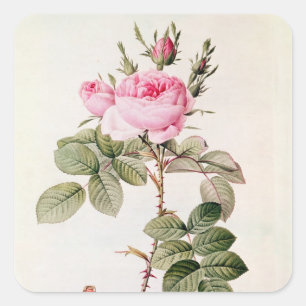 Adesivo Quadrado Rosa Bifera Officinalis, 'dos rosas de Les