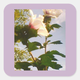 Adesivo Quadrado Rosa branca