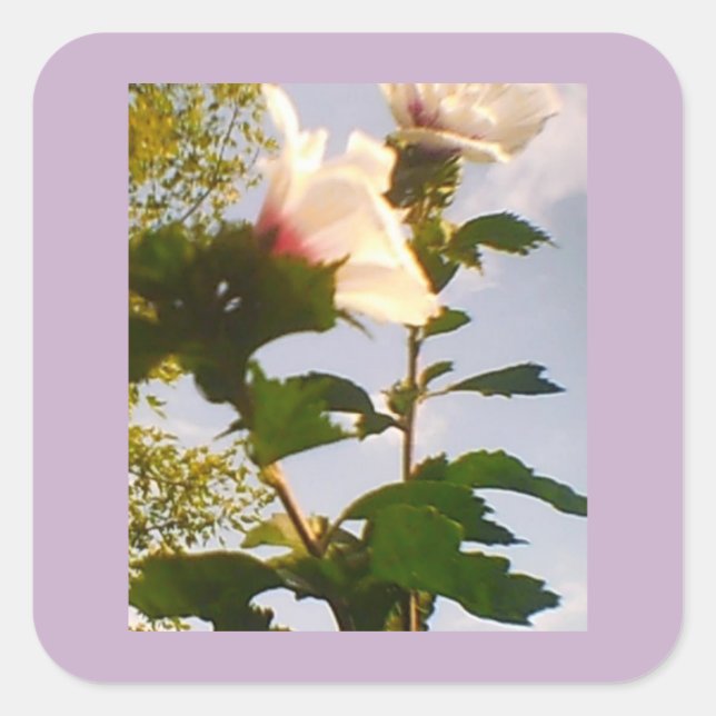 Adesivo Quadrado Rosa branca (Frente)