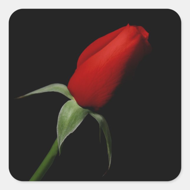 Adesivo Quadrado Rosa Bud Stickers - Casas de Envelope de Casamento (Frente)