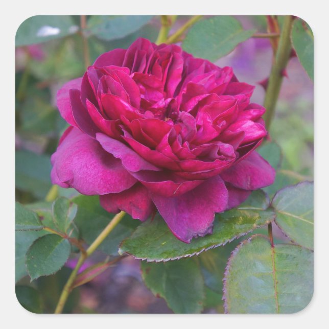 Adesivo Quadrado Rosa Darcey Bussell nº 1 Stickers (Frente)