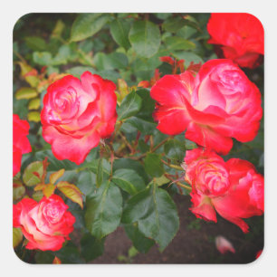 Adesivo Quadrado Rosa de Cherry Parfait nº 5-1