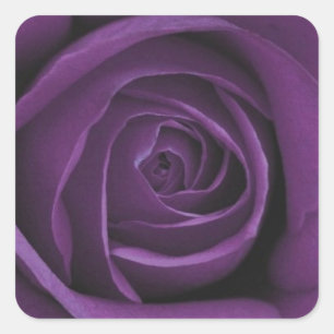 Adesivo Quadrado Rosa de Design roxo escuro