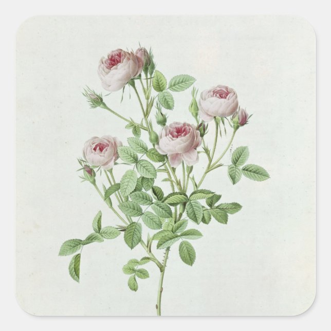 Adesivo Quadrado Rosa, de "Les Rosa Pomponia" (Frente)