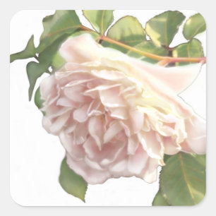 Adesivo Quadrado Rosa De Pêssego De Maré