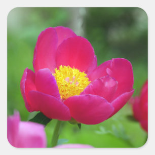 Adesivo Quadrado Rosa de rosa quente