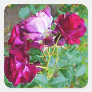 Adesivo Quadrado Rosa de Yonder Azul Selvagem nº 1