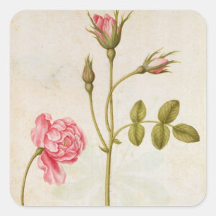 Adesivo Quadrado Rosa do rosa, c.1568