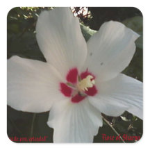 ROSA DO SHARON STICKER