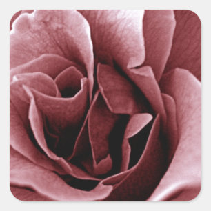 Adesivo Quadrado Rosa Flor Monocromática em Close Up