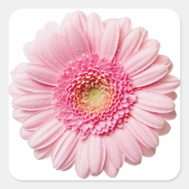 Adesivo Quadrado Rosa Gerbera Daisy (Frente)