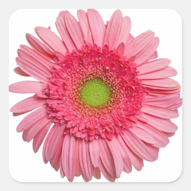 Adesivo Quadrado Rosa Gerbera Daisy (Frente)
