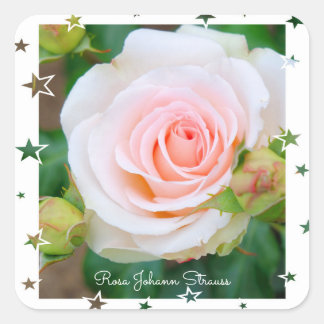 Adesivo Quadrado Rosa Johann Strauss [Square Seal]