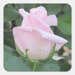 Adesivo Quadrado Rosa pálido aumentou