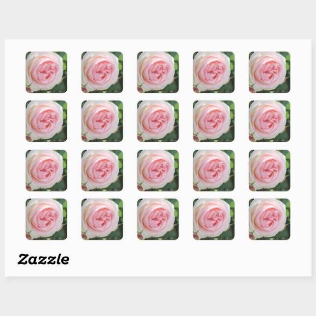 Adesivo Quadrado Rosa Pierre de Ronsard：Seal (Folha)
