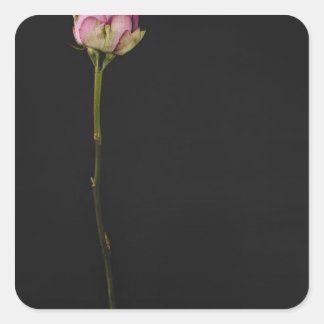 Adesivo Quadrado Rosa rosa 3