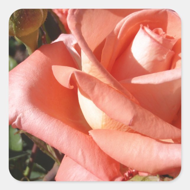 Adesivo Quadrado Rosa Rosa Peachy (Frente)