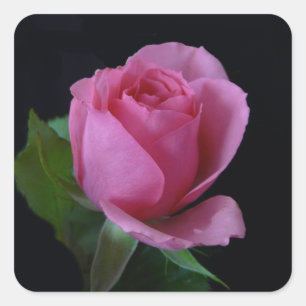 Adesivo Quadrado Rosa rosa rosa A.H2011
