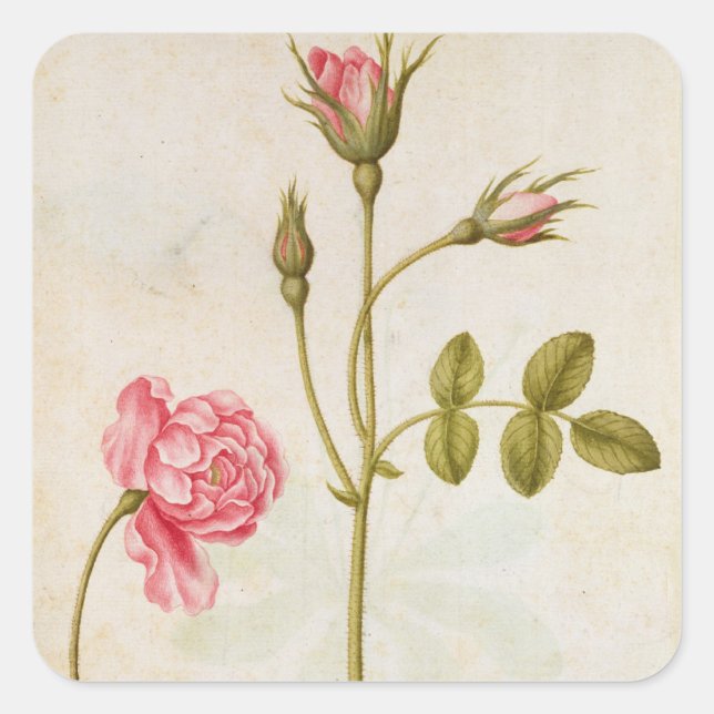 Adesivo Quadrado Rosa rosa rosa, c.1568 (Frente)