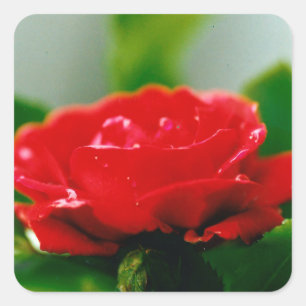 Adesivo Quadrado Rosa vermelha da manhã coberta com gotas de orvalh