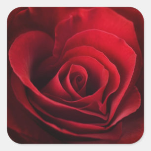 Adesivo Quadrado Rosa vermelha dos namorados