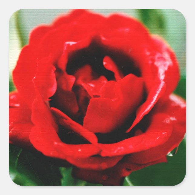 Adesivo Quadrado Rosa vermelha Love (Frente)