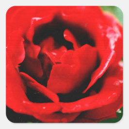 Adesivo Quadrado Rosa vermelha magnífica com gotas de orvalho matin