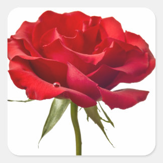 Adesivo Quadrado Rosa vermelha - Rosas personalizados Modelo