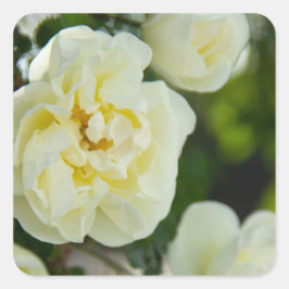 Adesivo Quadrado Rosas brancas, brancas, brancas, para positivas
