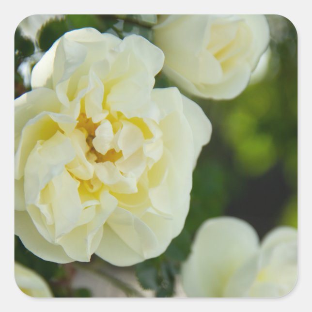 Adesivo Quadrado Rosas brancas, brancas, brancas, para positivas (Frente)