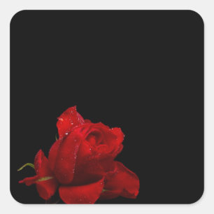 Adesivo Quadrado Rosas são vermelhos