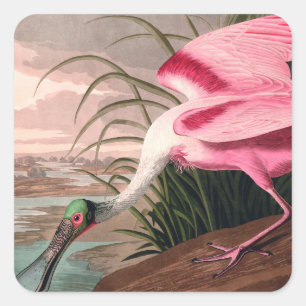 Adesivo Quadrado Roseate Spoonbill Audubon Bird Willife