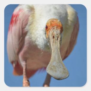 Adesivo Quadrado Roseate Spoonbill com seu bico grande