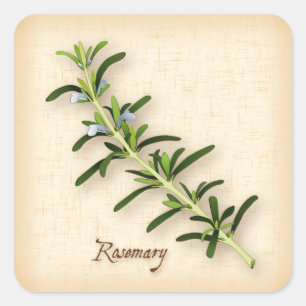 Adesivo Quadrado Rosemary Herb Square Sticker