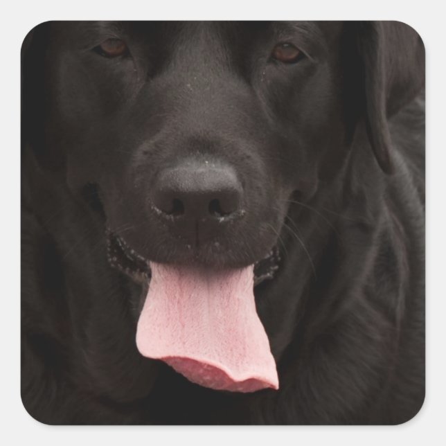 Adesivo Quadrado Rosto de cachorro preto (Frente)