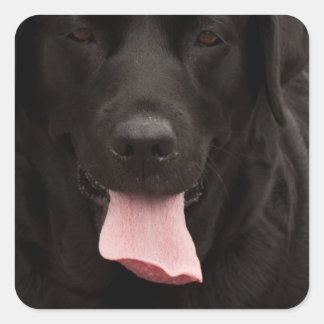 Adesivo Quadrado Rosto de cachorro preto