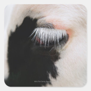 Adesivo Quadrado Rosto de vaca de Holstein, close-up of eye