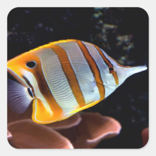 Adesivo Quadrado Rostrato de melão