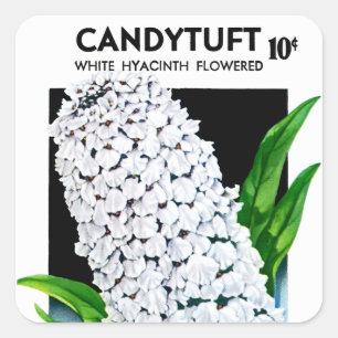 Adesivo Quadrado Rótulo de Pacote de Semente Candytuft